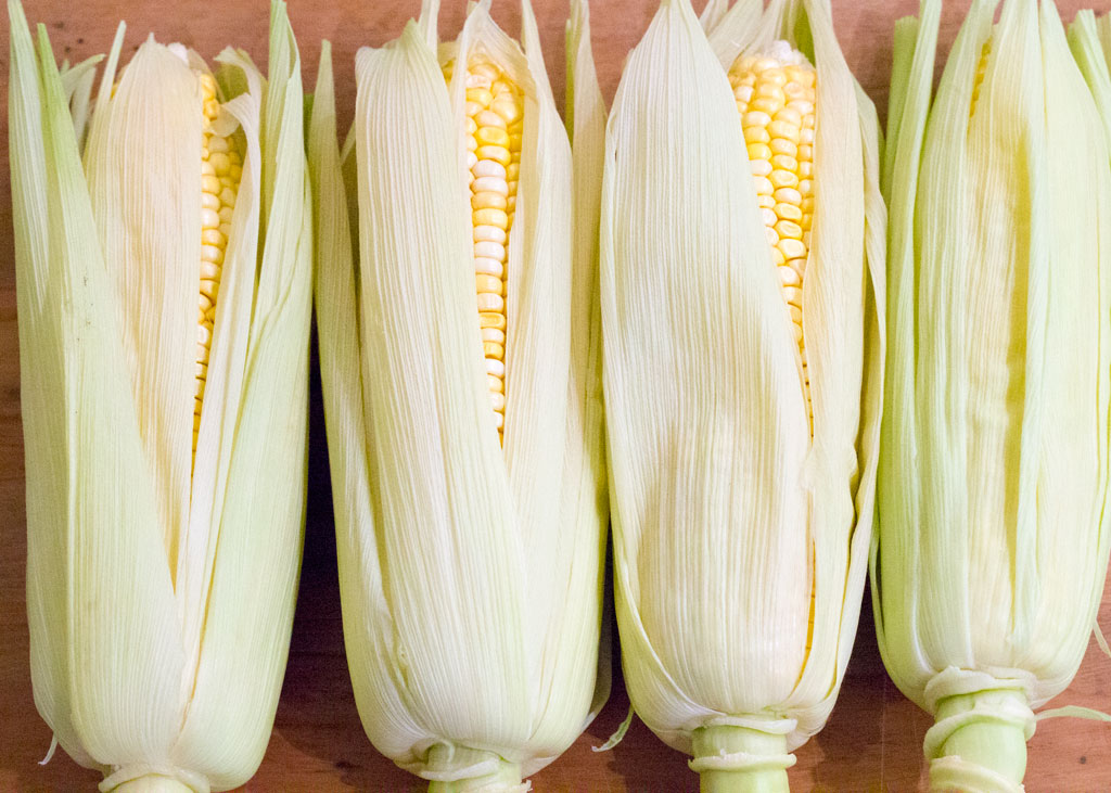 corn in husks